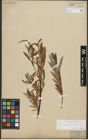 Foto von Salix repens L. x Salix viminalis L.